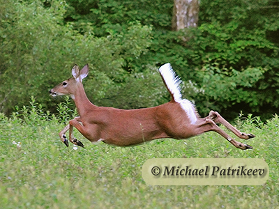 White-tailed Deer (Odocoileus virginianus)